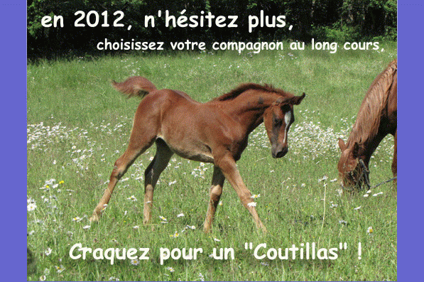 Chevaux d'endurance propos�s � la vente