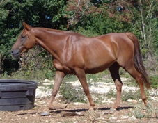 Baroud Coutillas DSA 75% ( Kanda'haar***x Brise d'Avril II** / Kesberoy***)