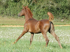 Baroud Coutillas Male DSA 75% (Kanda'haar*** x BRise d'Avril**/Kesberoy***)