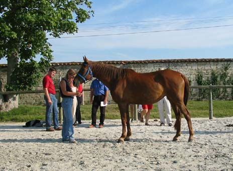 Brise d'Avril II au concours poulinières Endurance  Saintes 2003