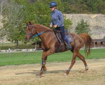 Naya du coutillas ( Toustem** et Abhishah** par Fawzan****) Cliquez ici !