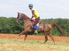 Oubsou du coutillas ( Kerbella**et Kalima** par Fakir de domenjoi****) Hongre DSA 75% de 7 ans GAGNANT 90km CEN*, ELITE sur 90km Castelsagrat Qualificative Mondial des 7ans, Cliquez ici !