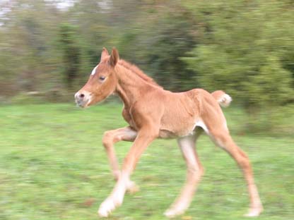 Piouna du Coutillas au galop &agrave; 5 jours