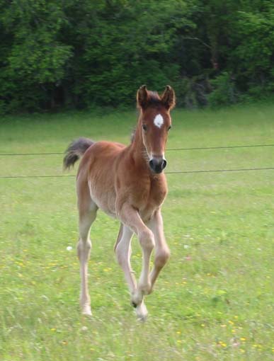 Poppy à 1 mois