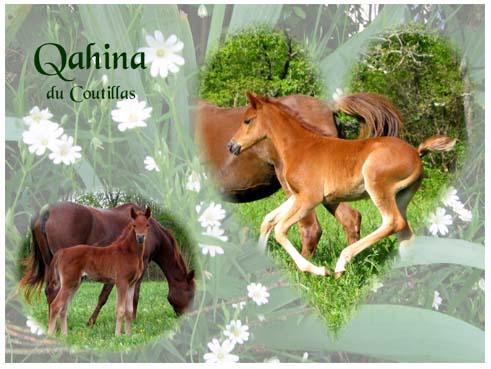 Qahina du Coutillas