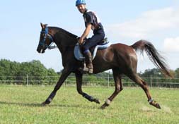 Qahina du coutillas* (Toustem*** x Souana d'aroco / Fawzan****) Jument arabe double gagnante su r 90km