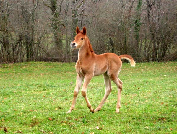 Salima du coutillas par Kanda'haar*** et Brise d'avril ** par Kesberoy**