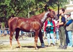 Sultan d'Aroco** (Fawzan**** et Soumeira** par Faris) 90kms Le Bugue 2001 - Cliquez