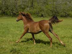 Tahoura Coutillas ( Kanda'haar*** et Midh Faraj / Ghomidh) Pouliche Arabe de 2 ans, propos&eacute;e &agrave; la vente, Cliquez ici !
