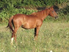 Tamtam du coutillas poulain DSA 75% ( Kanda'haar*** et Brise d'avril II** par Kesberoy**) Cliquez ici !