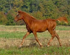 Tazam Coutillas Poulain Arabe d'1 an ( Kanda'haar***x Izadora de Blaziet**par Dormane****)  Cliquez ici !