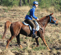 Tazam Coutillas Hongre Arabe de 2 ans ( Kanda'haar***x Izadora de Blaziet**par Dormane****)  Cliquez ici !