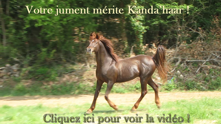 Cliquez ici pour voir la vido de Kanda'haar talon arabe  l'elevage de chevaux d'endurance du coutillas !